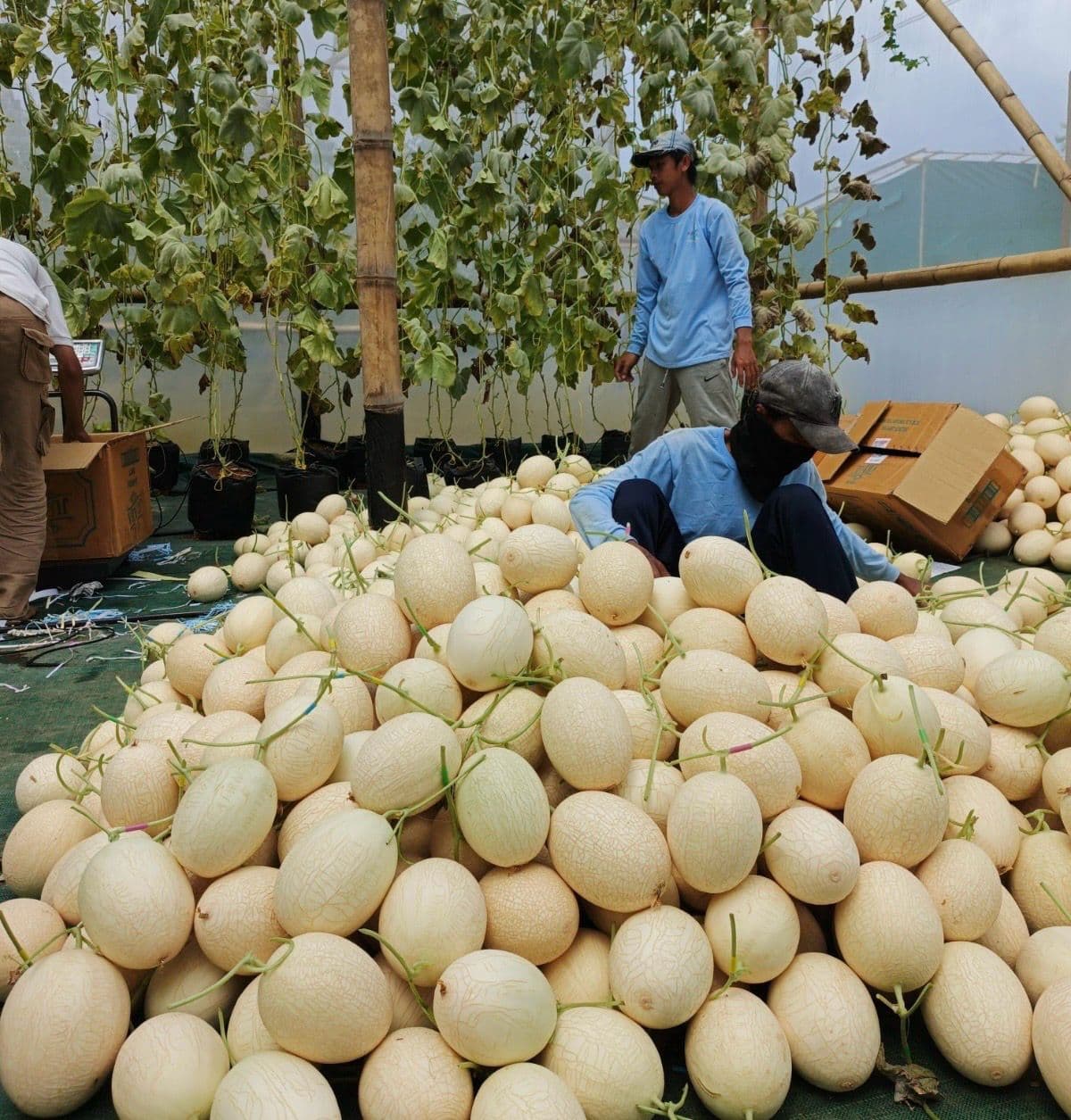 Visiting melon farm by Agroobot, workers sorting melon by its quality