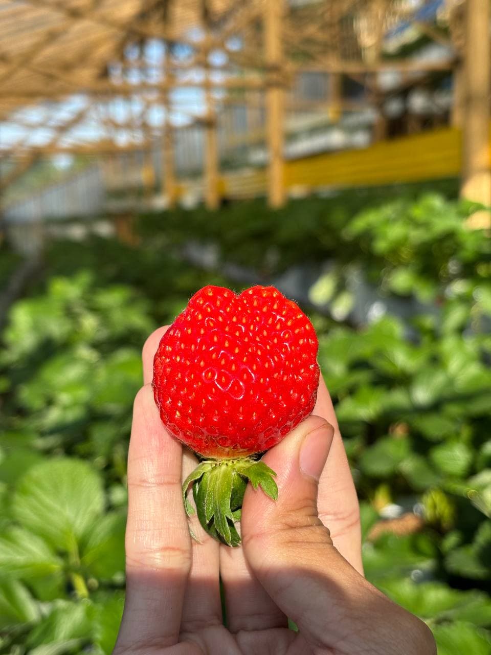 Umbi visited one of our famer in Sukabumi, who specialized in strawberry farm
